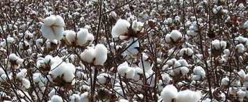 AgroSciences cotton