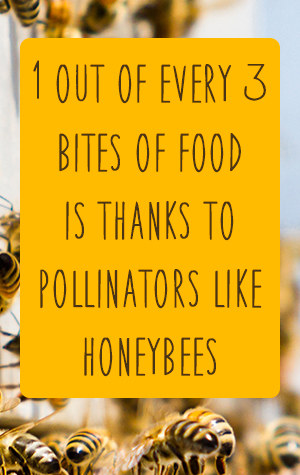 1 out of every 3 bites of food is thanks to pollinators like honeybees