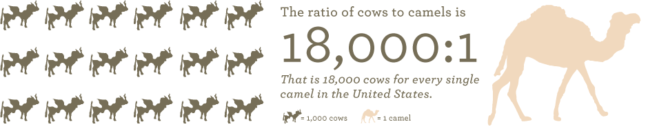 Cow to Camel Ratio - 18,000:1