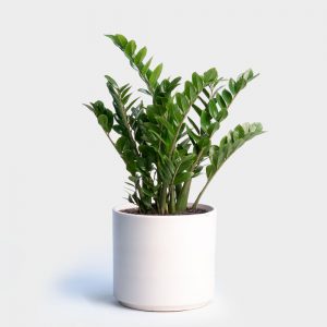 plants to clean air